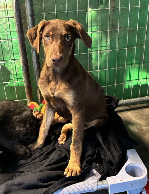 Corbo / Liberty, an adoptable Labrador Retriever in Broomfield, CO