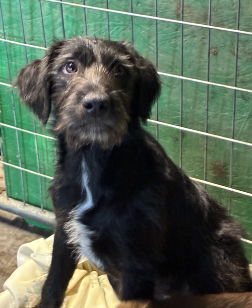 Corbetrent / Storm, an adoptable Labrador Retriever in Broomfield, CO