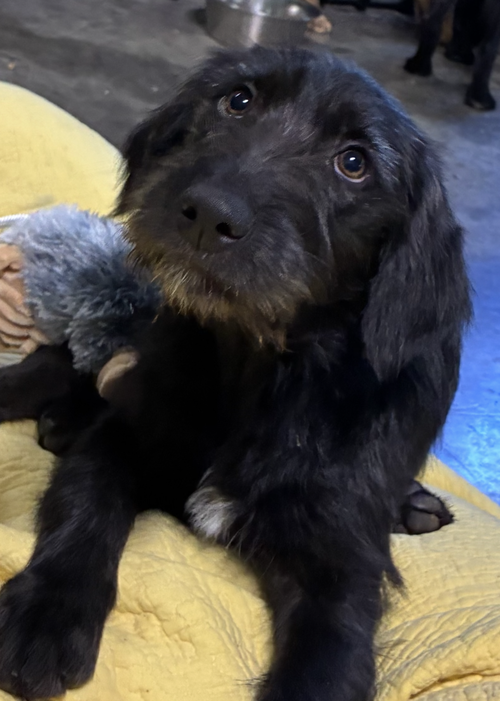 Corbetterant / Sky, an adoptable Labrador Retriever in Broomfield, CO