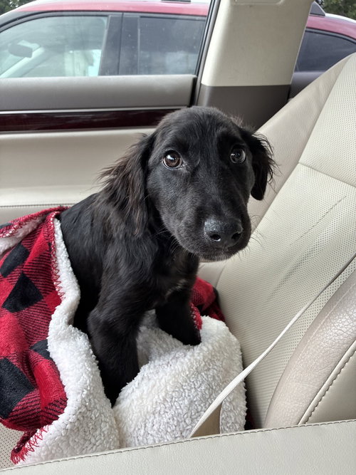 Corcorans / Dream, an adoptable Labrador Retriever in Broomfield, CO
