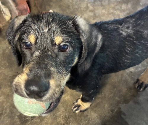 Coreau / Ace, an adoptable Labrador Retriever in Broomfield, CO
