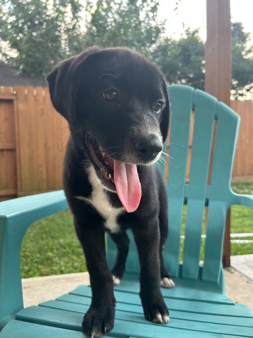 Connauton / Rawly, an adoptable Labrador Retriever in Broomfield, CO