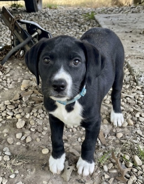 Connollyye / Jolly, an adoptable Labrador Retriever in Broomfield, CO
