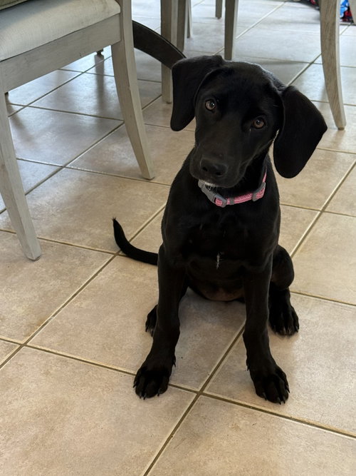 Cooleye / Opal, an adoptable Labrador Retriever in Broomfield, CO