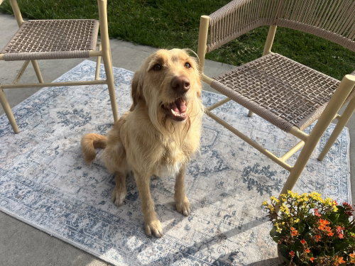 Colesser / Rosie, an adoptable Labrador Retriever in Broomfield, CO