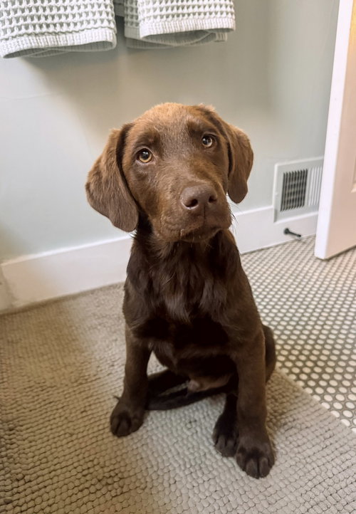 Corneta / Louie, an adoptable Labrador Retriever in Broomfield, CO