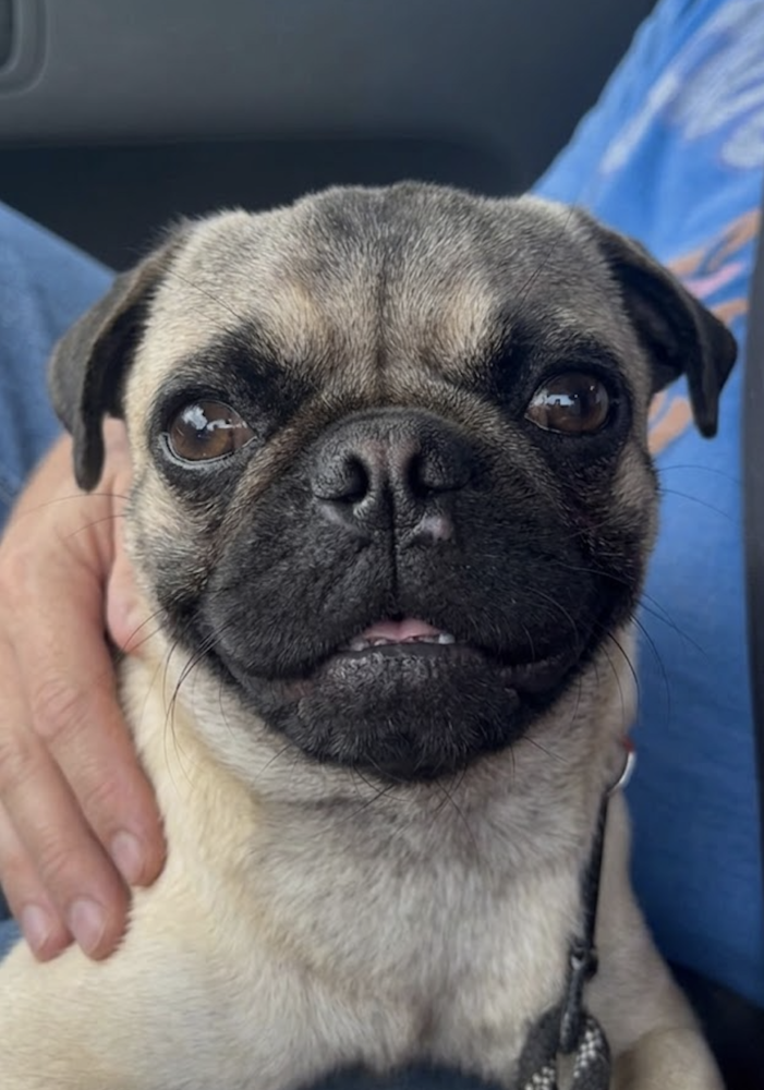 Cotenstame / Benji Image
