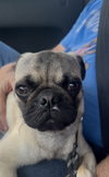 Cotenstame / Benji - Photo 2