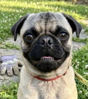 COTENSTAME / BENJI - Pug for adoption in Westminster