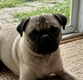 Cotenstame / Benji photo 4