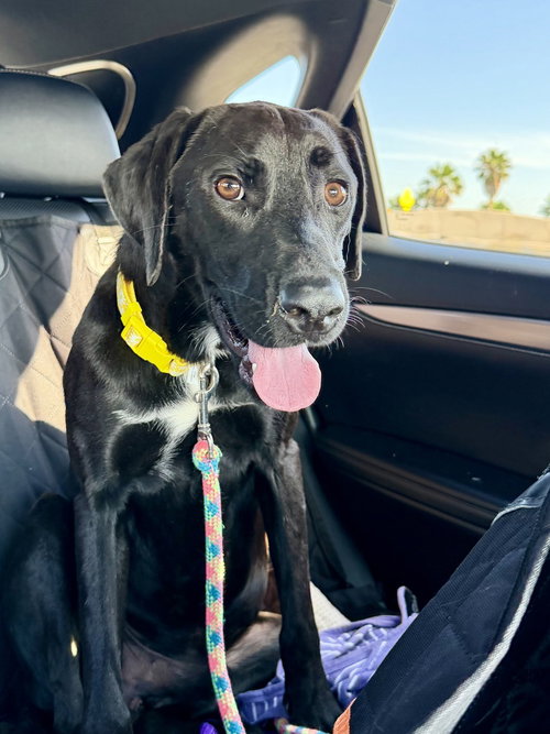 Coughlin / Kronos / Ollie, an adoptable Labrador Retriever in Broomfield, CO