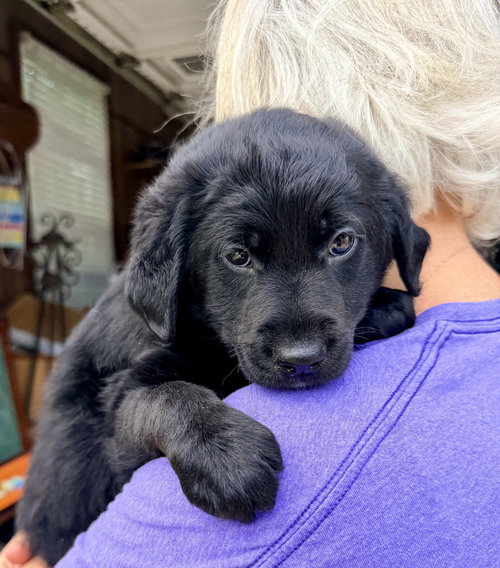 Courchaine / Percy, an adoptable Golden Retriever in Broomfield, CO