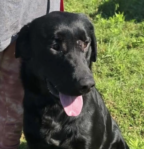 Courtnall / Cooper, an adoptable Labrador Retriever in Broomfield, CO