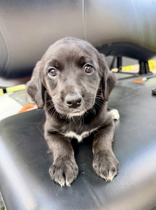 Coulson / Patty, an adoptable Golden Retriever in Broomfield, CO