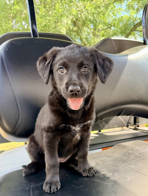 Courcelles / Polly, an adoptable Golden Retriever in Broomfield, CO