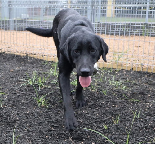 COUTURE / BOOP - Labrador Retriever available for adoption