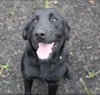 Couture / Boop - Photo 3