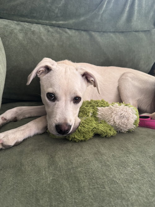 Costa / Pierogi, an adoptable Labrador Retriever in Broomfield, CO