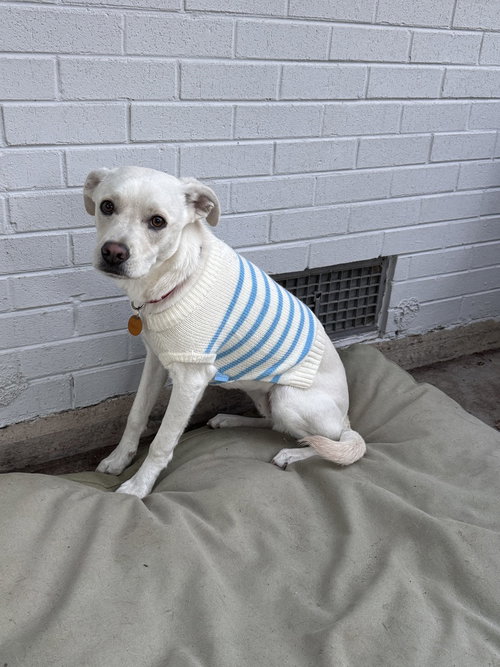 Costa / Pierogi, a dog for adoption from Mile High Labrador Retriever Mission