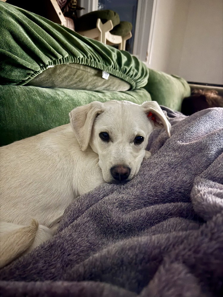 Costa / Pierogi / Pogi-bear, photo 2