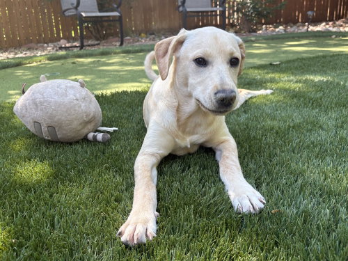 Corsonei / Hiam / Hank, an adoptable Labrador Retriever in Broomfield, CO