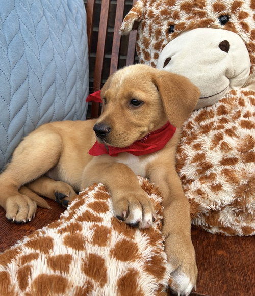 COWICK / MALBEC - Labrador Retriever / Terrier available for adoption