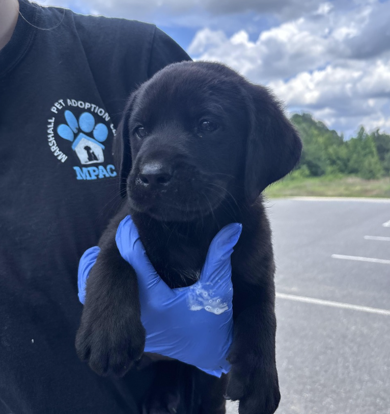 Croninne / Harlen