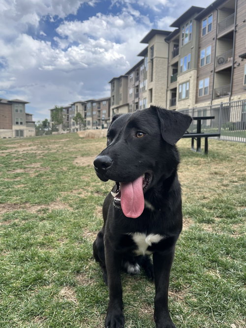 Crispeer / Knight, an adoptable Labrador Retriever in Broomfield, CO