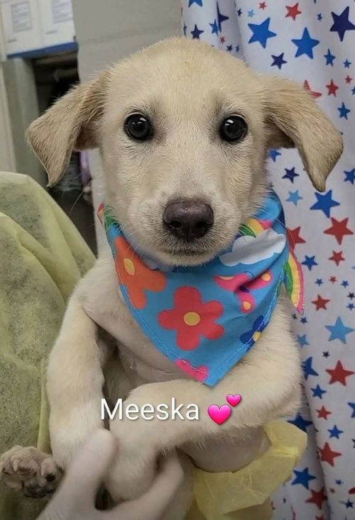 Cullimore / Meeska
