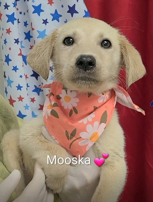 Cungherton / Mooska
