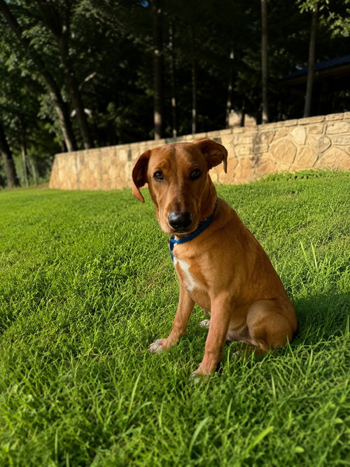 Crouse / Max, an adoptable Labrador Retriever in Broomfield, CO