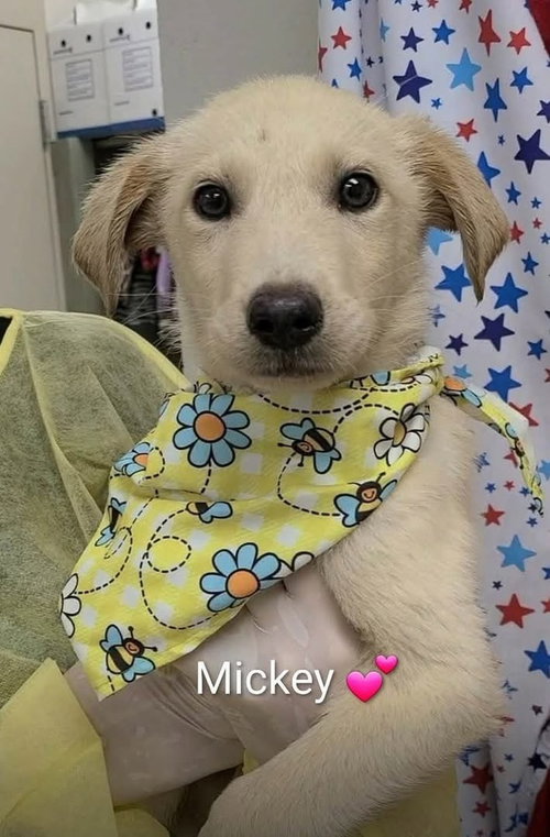 Crowleys / Mickey