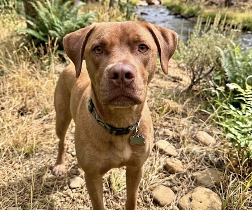 Curtiner / Rover photo 3