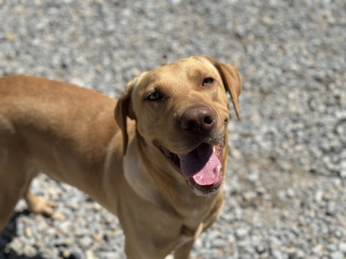 Cushenan / Yeller