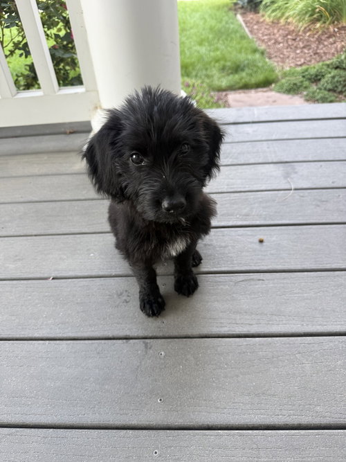Cuthbert / Flora, an adoptable Labrador Retriever in Broomfield, CO