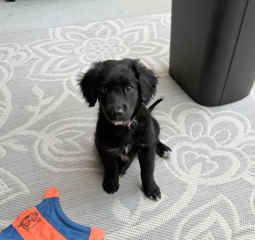 Cyr / Felicity, an adoptable Labrador Retriever in Broomfield, CO