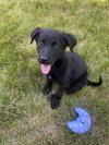 Dafoe / Fiona / Birdie - Photo 2