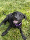 Dafoe / Fiona / Birdie - Photo 4