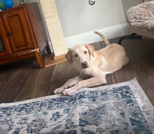 Dainton / Blondie, an adoptable Labrador Retriever in Broomfield, CO