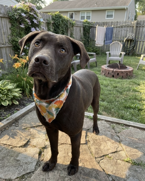Dalkowski / Brownie, an adoptable Labrador Retriever in Broomfield, CO