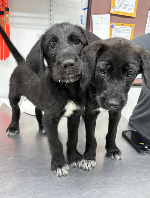 Dalpe / Tyson, an adoptable Labrador Retriever in Broomfield, CO