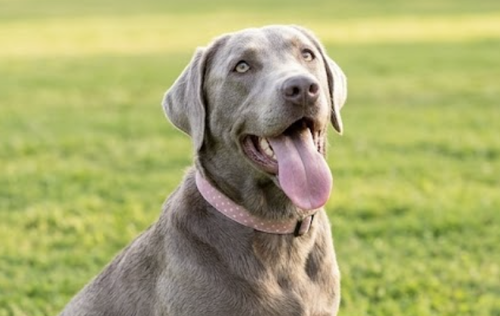 Danbyer / Lyra, an adoptable Labrador Retriever in Broomfield, CO