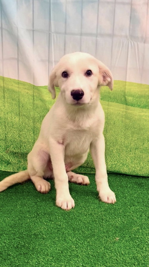 Dandenault / Jimmy, an adoptable Labrador Retriever in Broomfield, CO