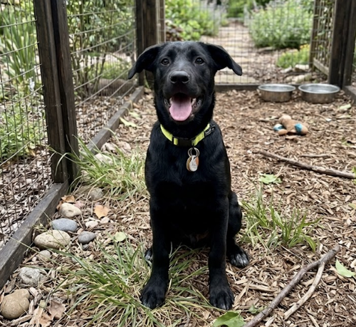 Dallyer / Lilo, an adoptable Labrador Retriever in Broomfield, CO