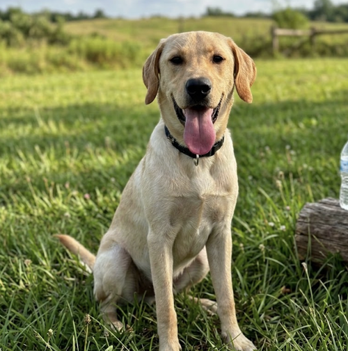 Daneyko / Ronald, an adoptable Labrador Retriever in Broomfield, CO