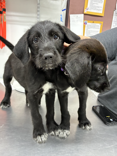 Dallasere / Tristan, an adoptable Labrador Retriever in Broomfield, CO