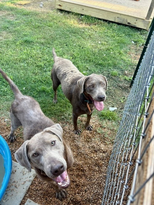 Darby / Maggie