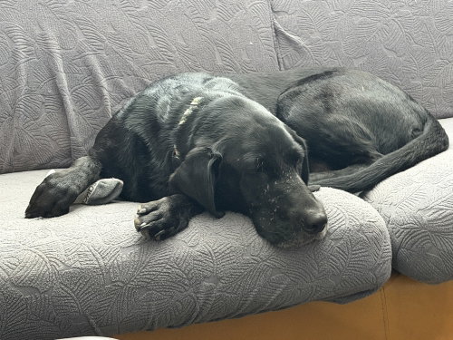 Daoust / Sadie photo 3