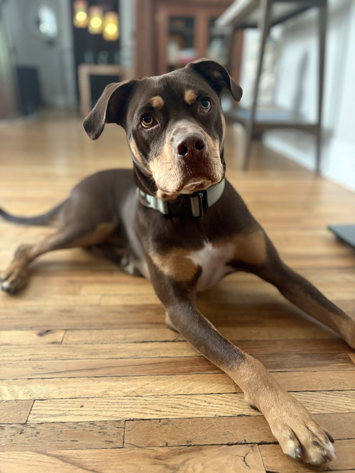 Gauthier / Rocky photo 1