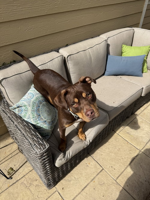 Gauthier / Rocky, a dog for adoption from Mile High Labrador Retriever Mission